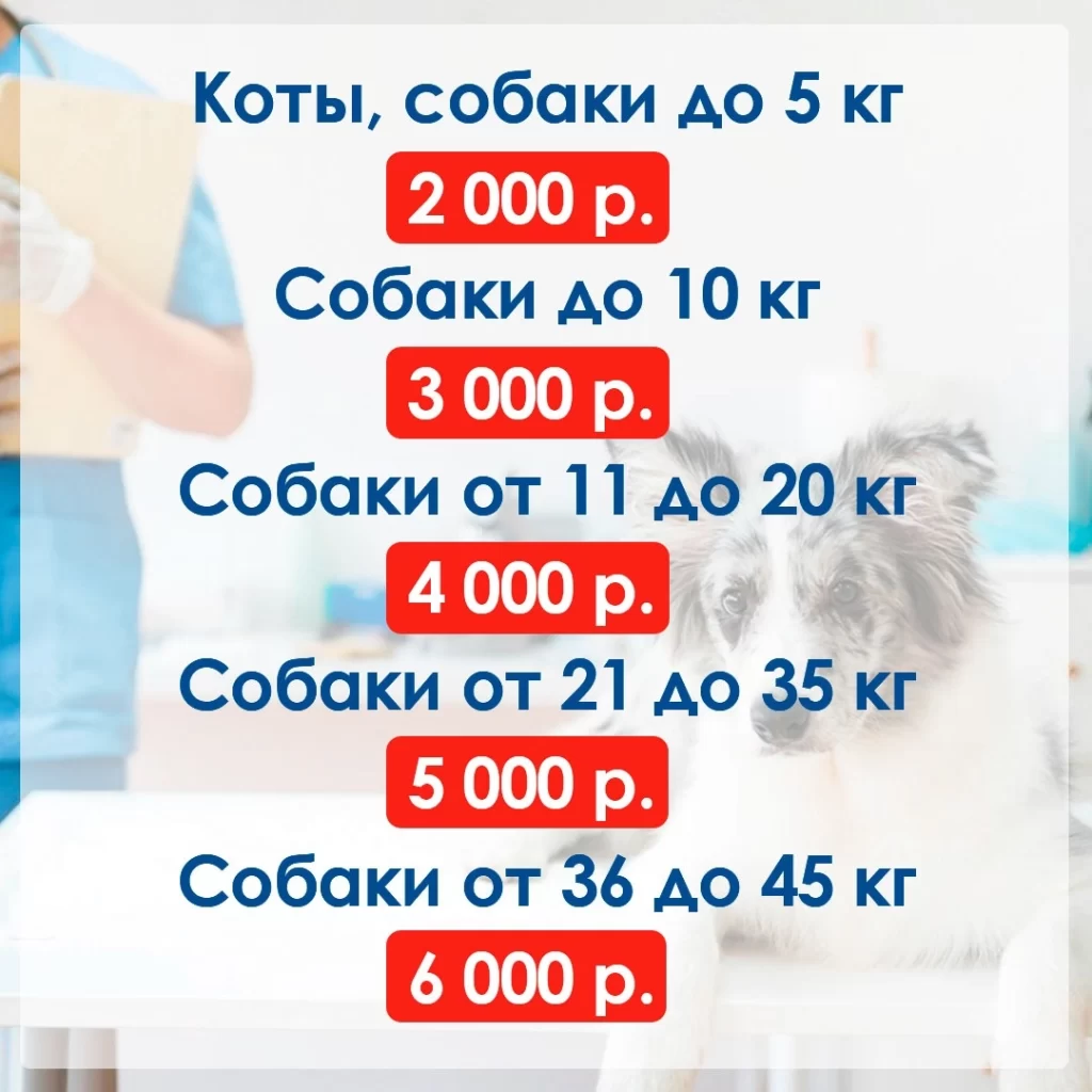 ceny-na-sanaciyu-rotovoy-polosti-zhivotnym-1024x1024 Фиксированные цены на санацию ротовой полости!