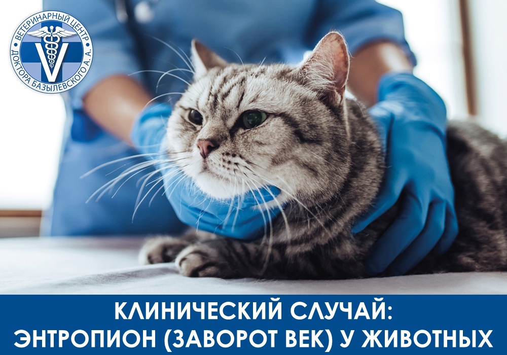 Лечение заворота век у кота