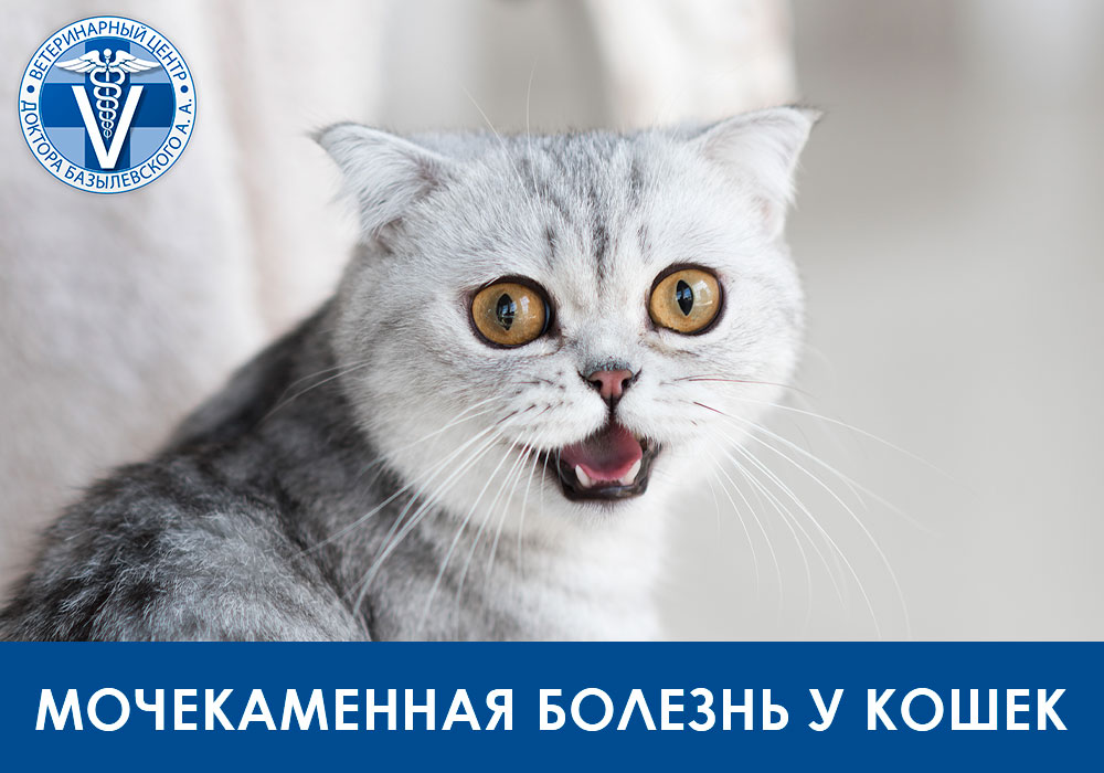 Мочекаменная болезнь (МКБ) у кошек