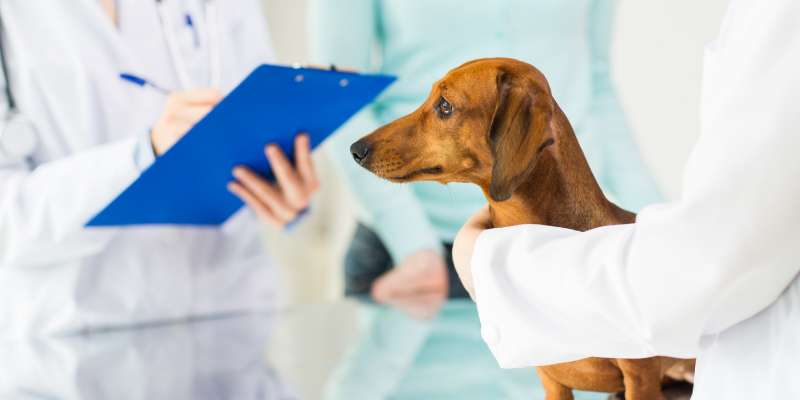 terapia-bryansk-1 Ветеринарный врач-терапевт для животных