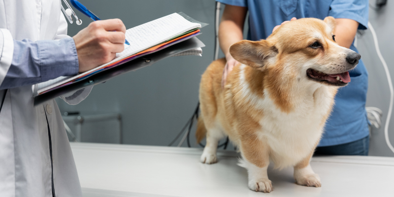 terapia-bryansk-4 Ветеринарный врач-терапевт для животных
