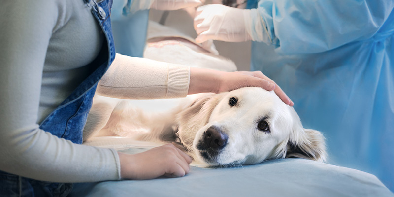 veterinarnyy-vrach-osmatrivaet-sobaku Стерилизация собаки