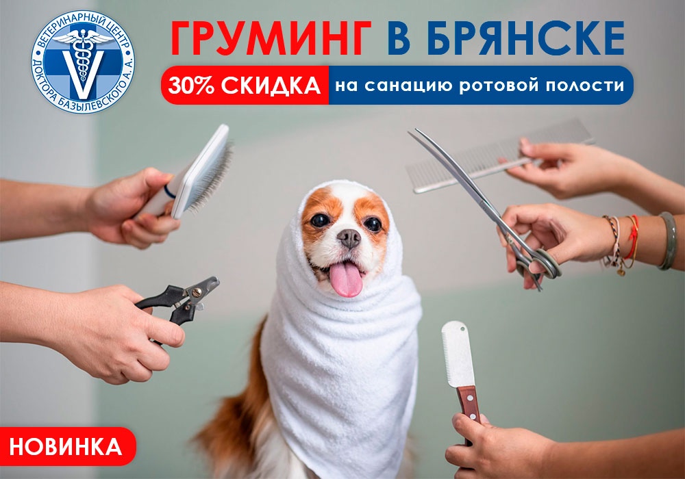 gruming-v-bryanske-akciya 30% скидка на санацию ротовой полости