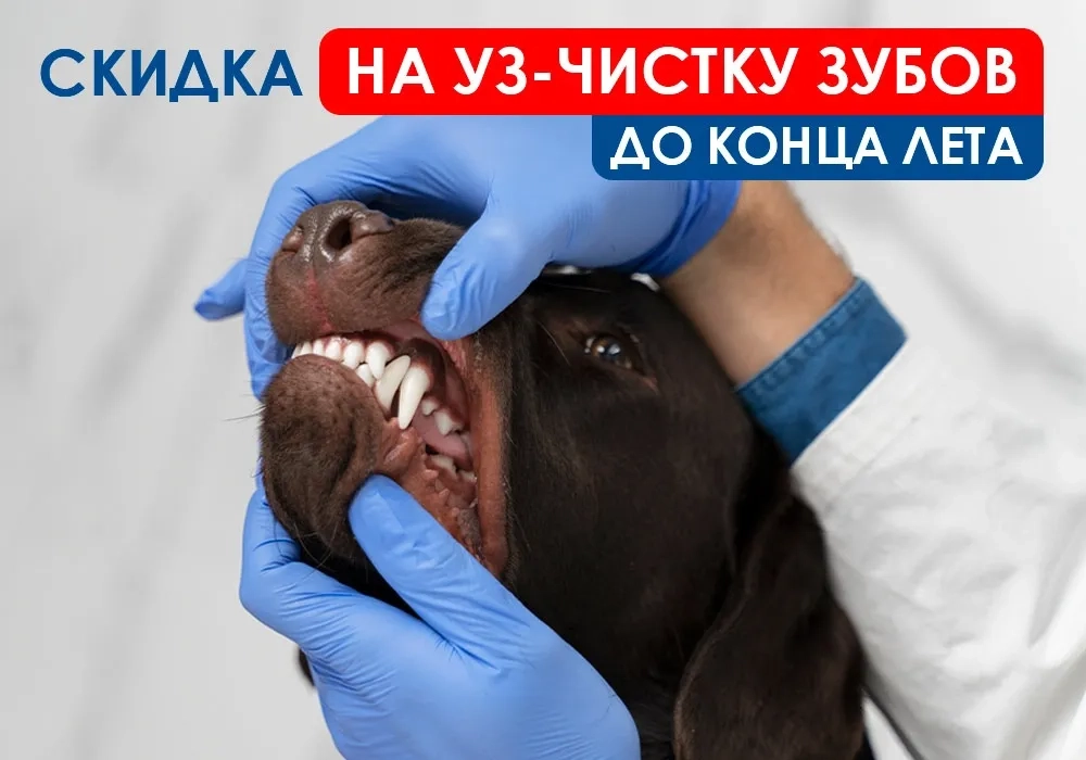 akciya-na-uz-chistku-zubov Специальные цены на УЗ-чистку зубов до конца лета!
