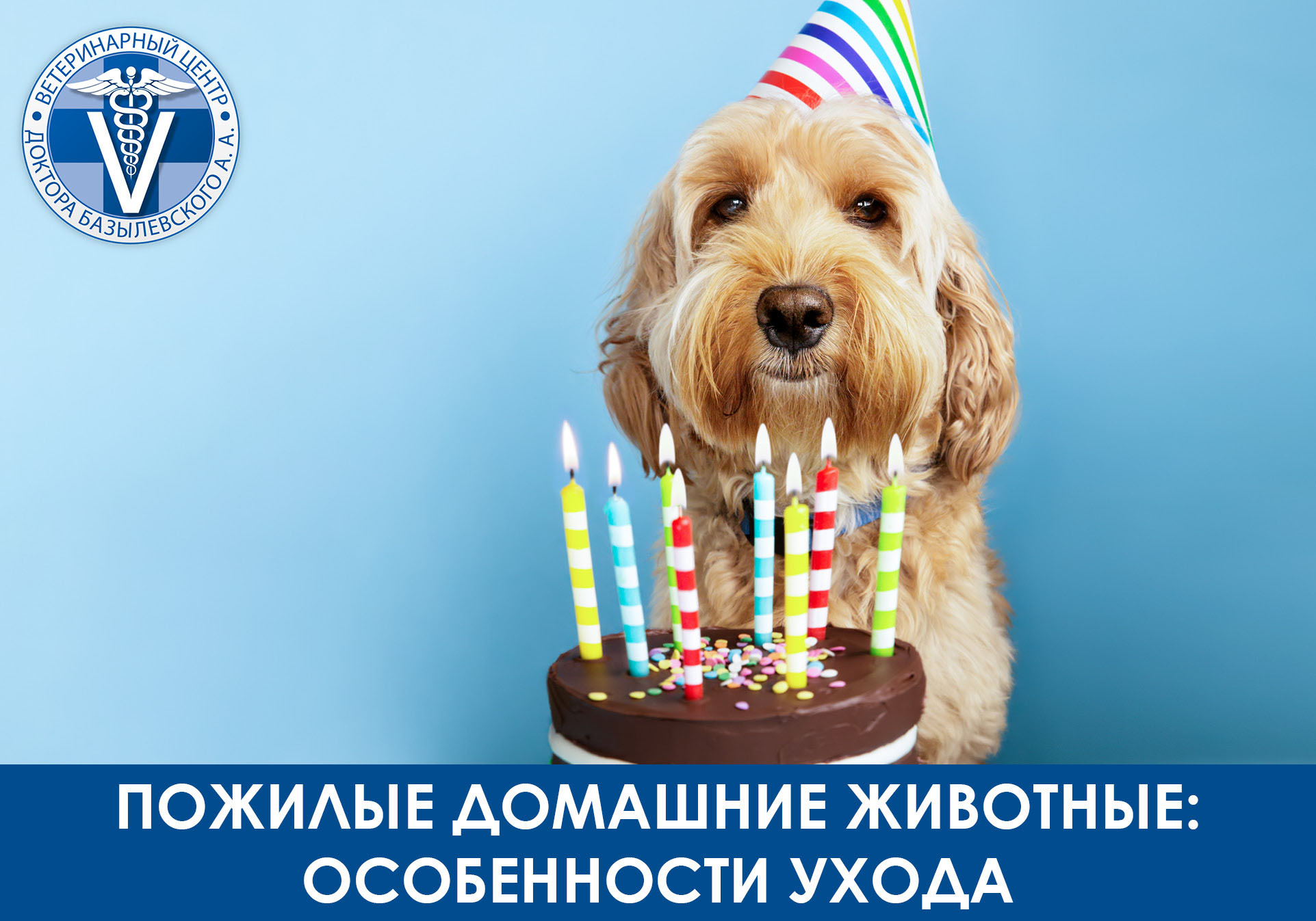 пожилые домашние животные