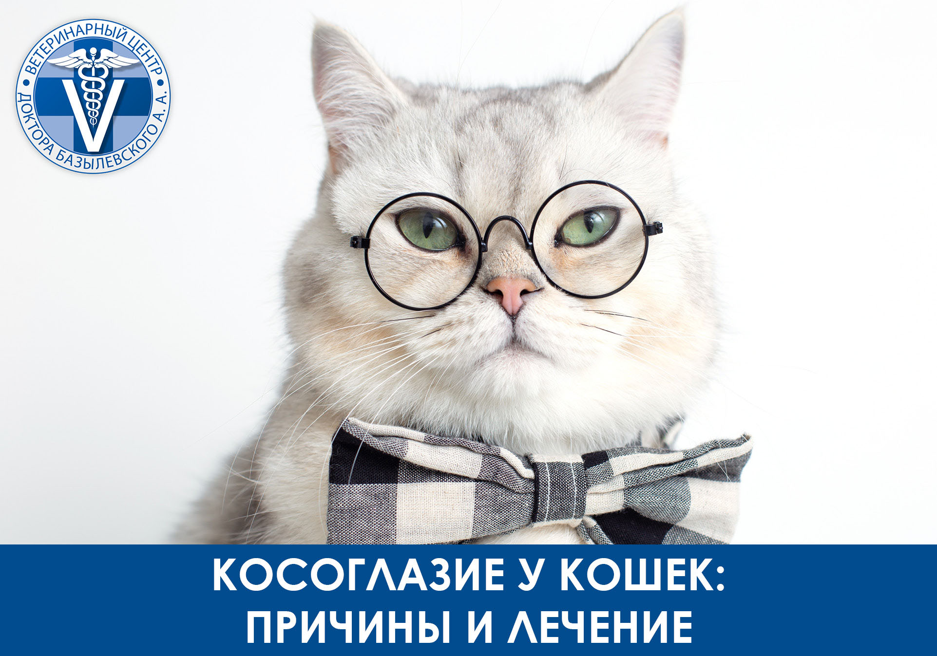 кот в очках и бабочкой