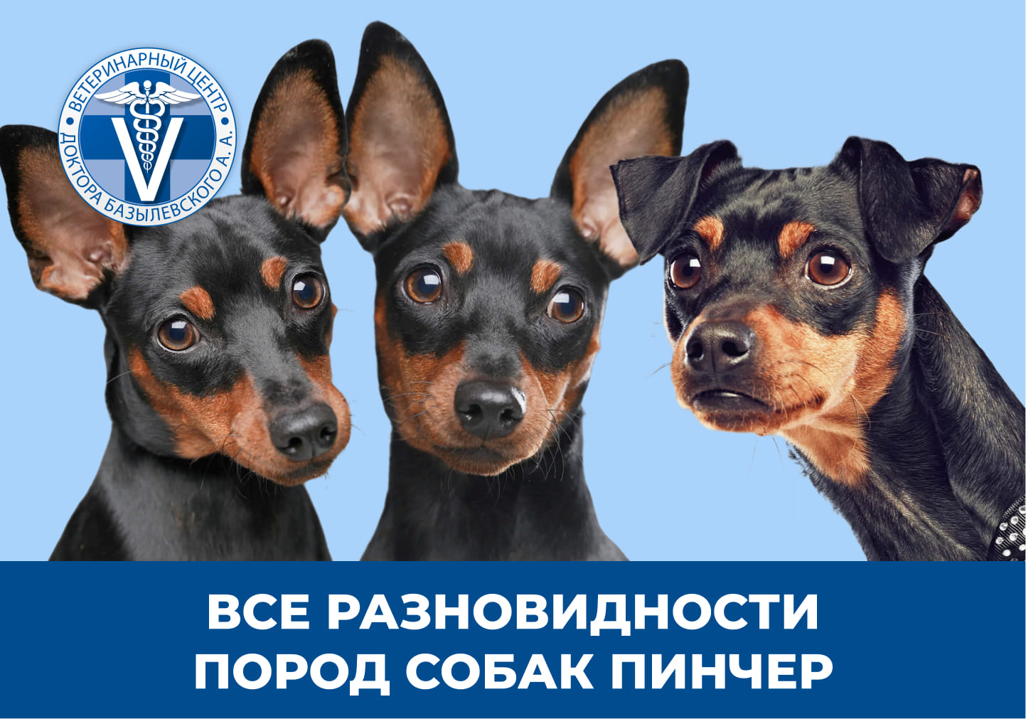 Три наблюдающих пинчера