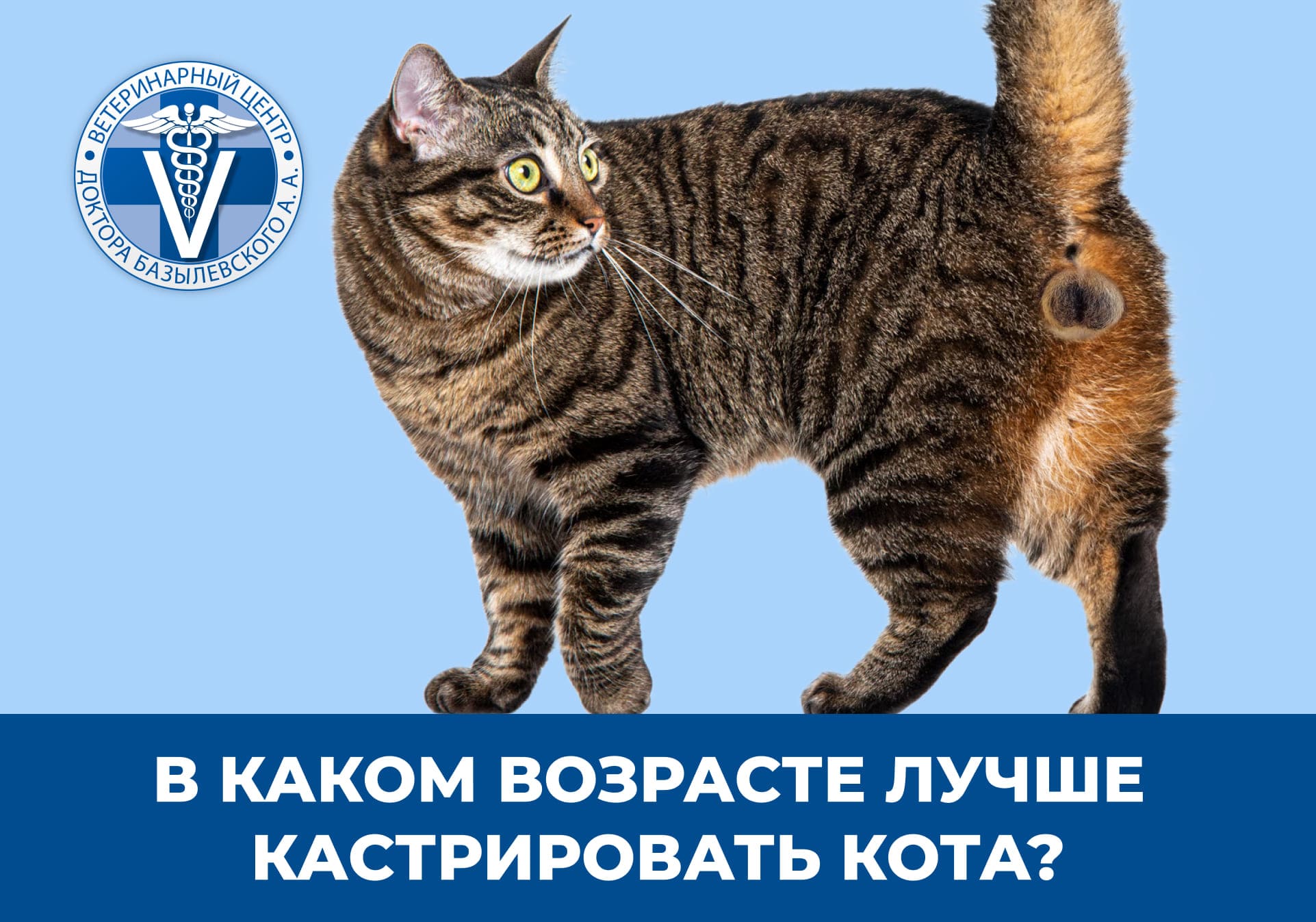 В каком возрасте лучше кастрировать кота