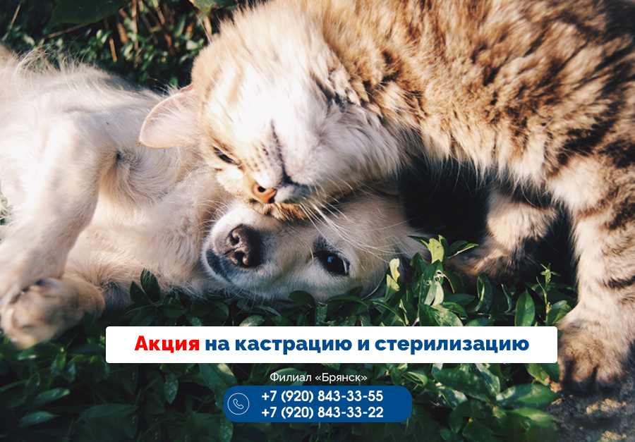 bryansk-oktyabr-akciya Акция на кастрацию и стерилизацию до конца октября!