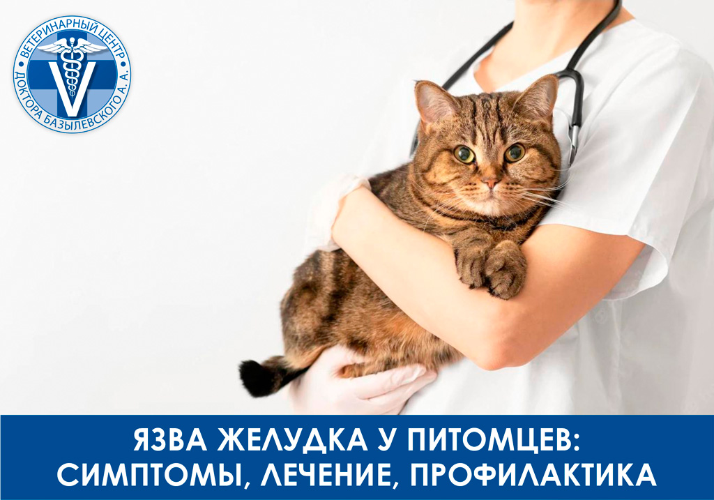 Язва желудка у животных
