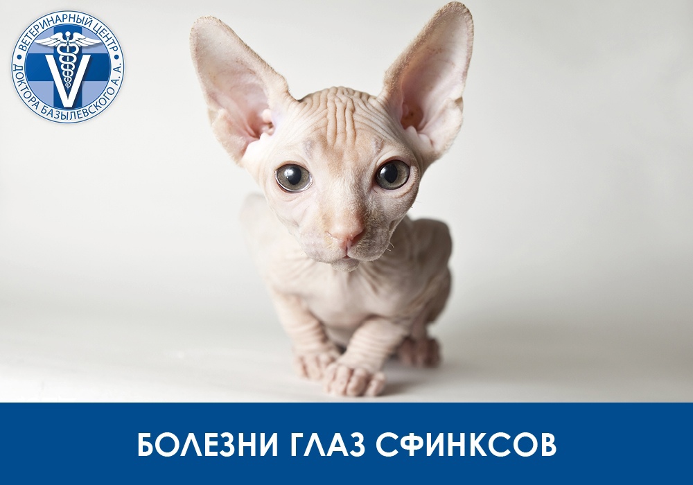 Болезни глаз сфинксов