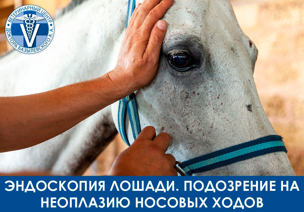 Эндоскопия лошади. Подозрение на неоплазию носовых ходов