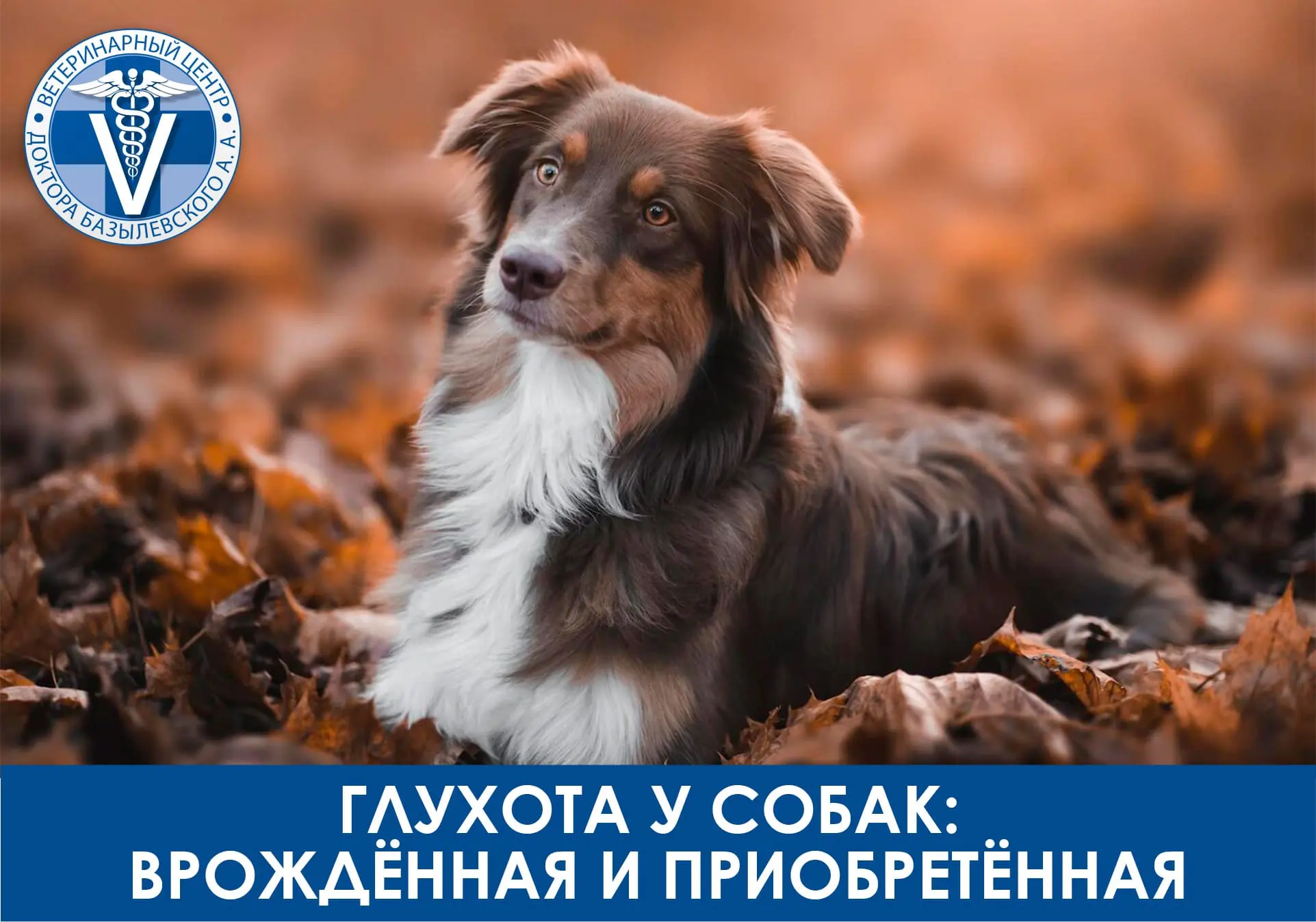 Собака в поле с цветами