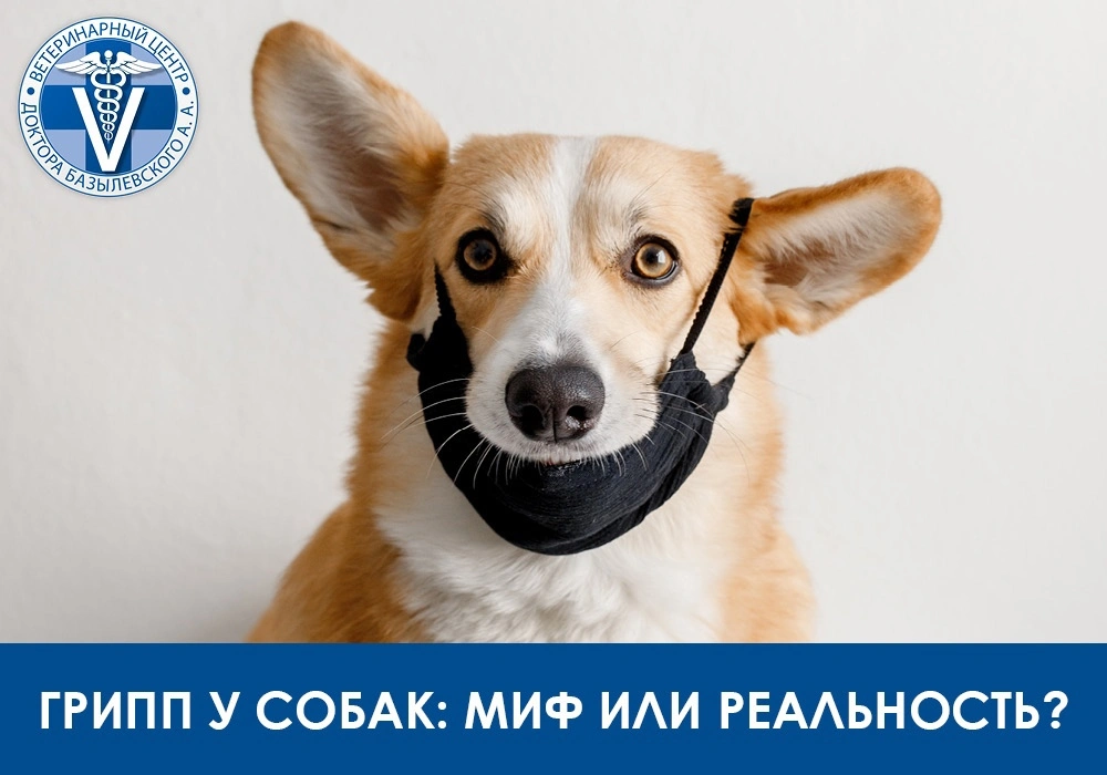 Грипп у собак