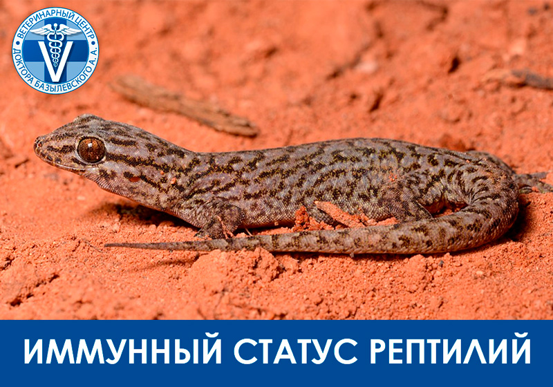 Иммунный статус рептилий