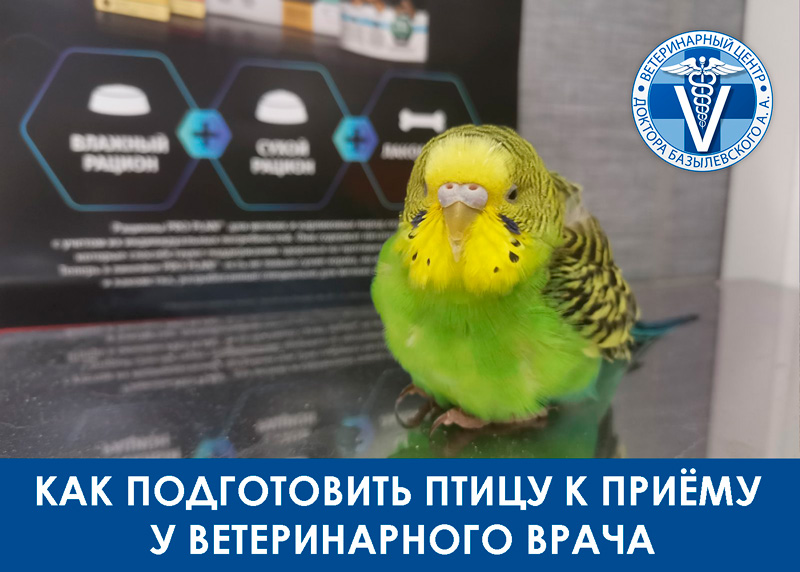 Как подготовить питомца к поездке в клинику
