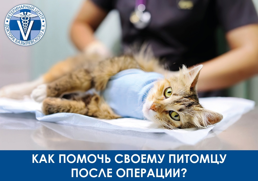 Как помочь своему питомцу после операции?