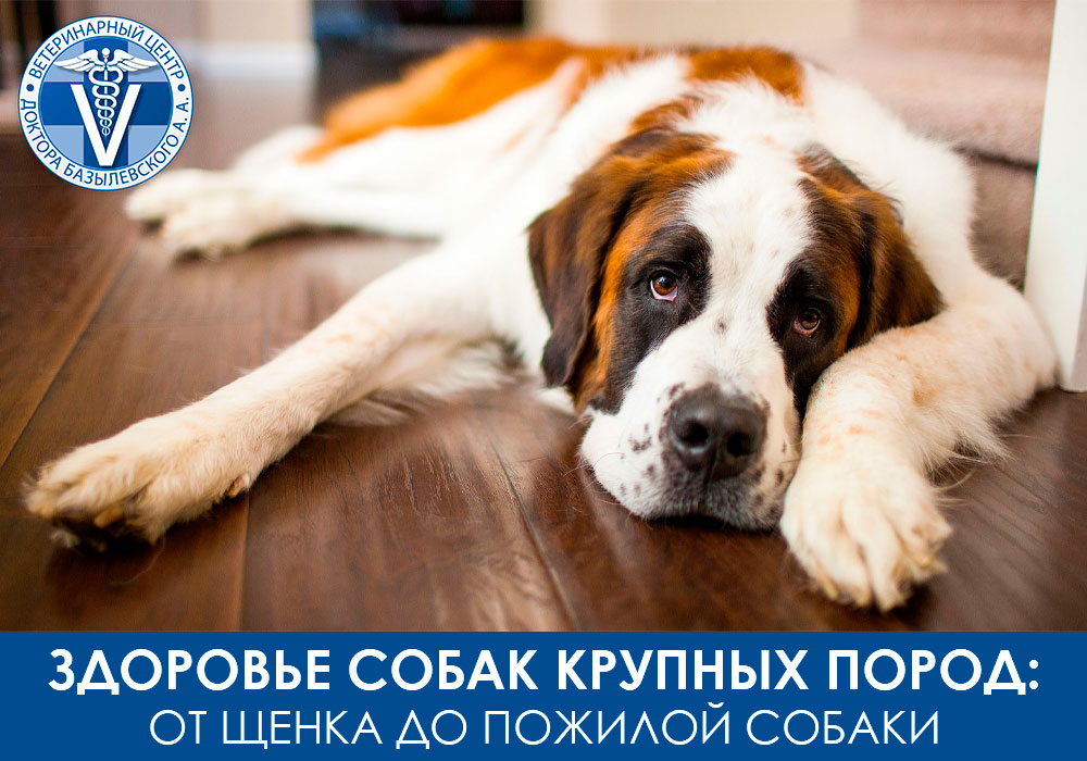 Как сохранить здоровье собак крупных пород