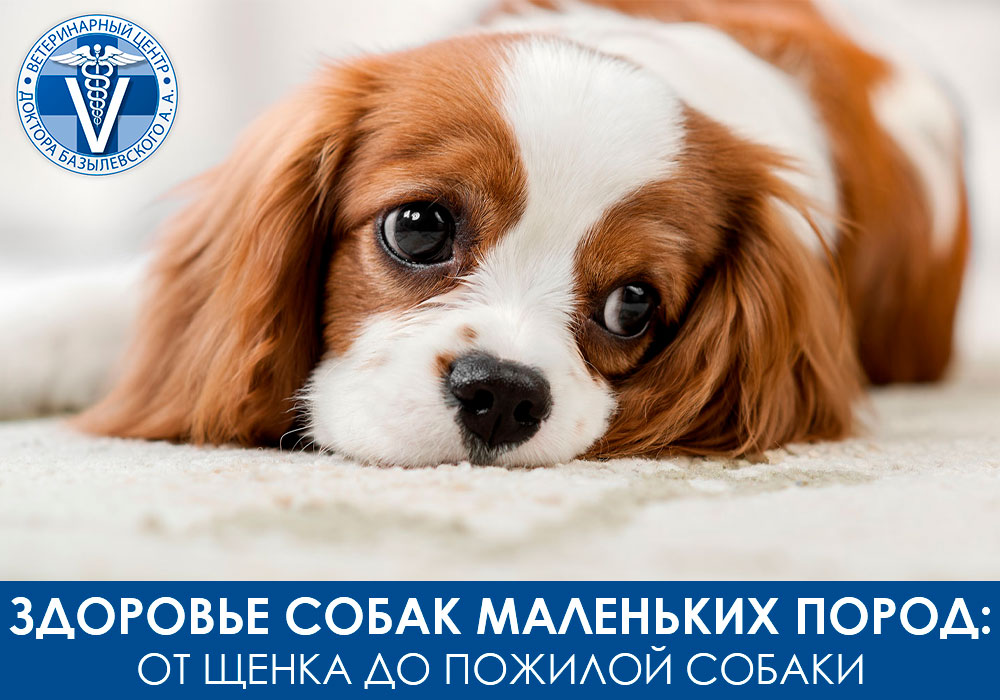 Как сохранить здоровье собак маленьких пород