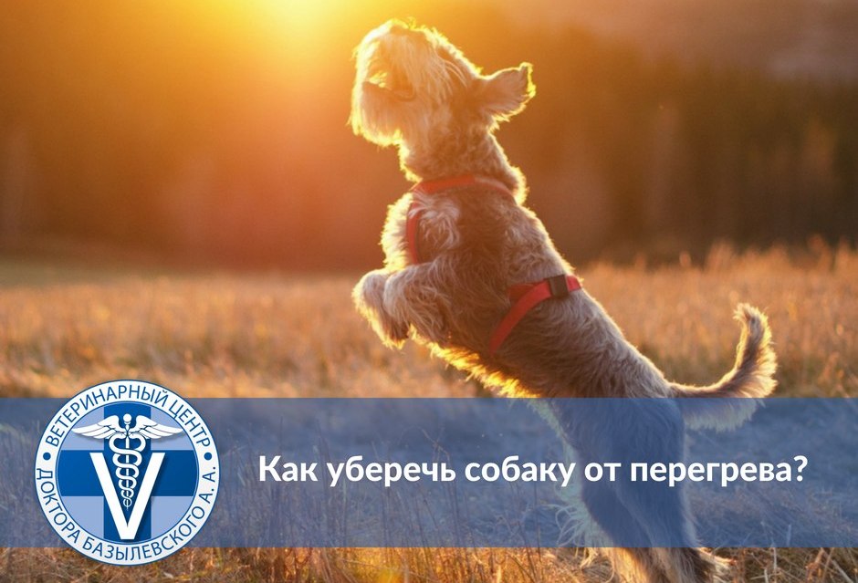 Как уберечь собаку от перегрева