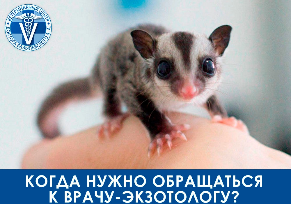 Когда нужно обращаться к врачу-экзотологу