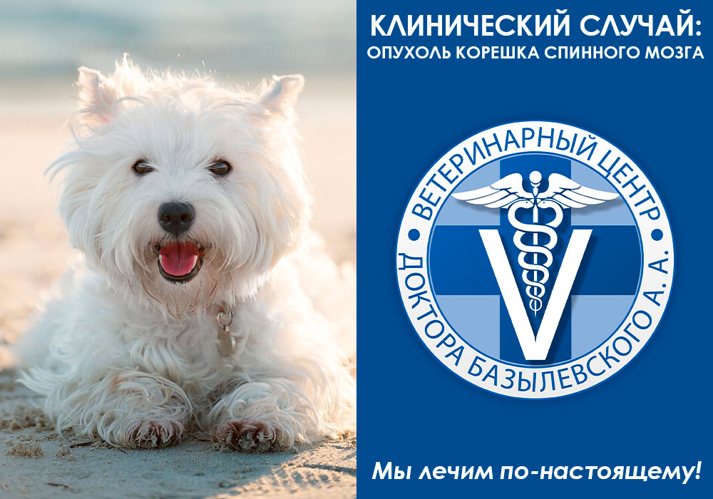 Лечение собаки от опухоли