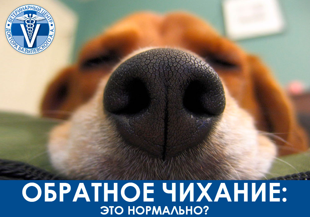 Обратное чихание: это нормально?