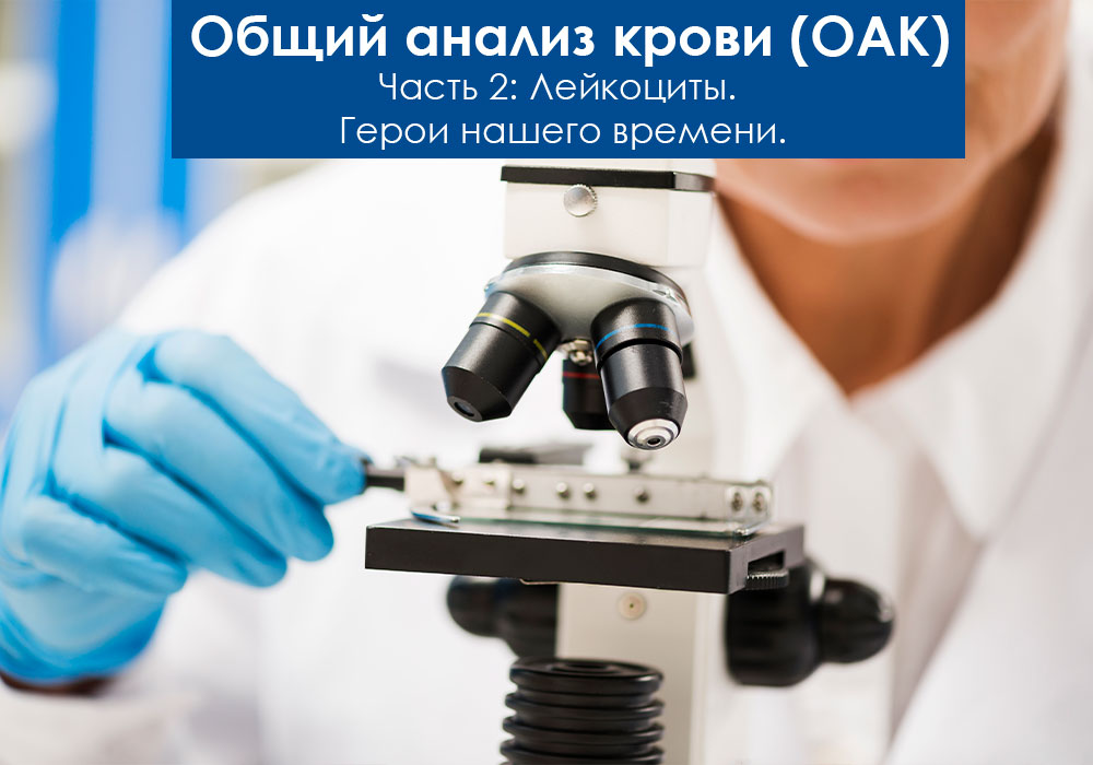 Общий анализ крови (ОАК). Лейкоциты