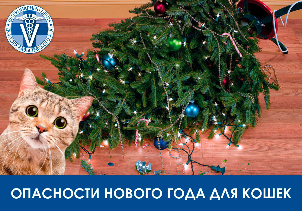Опасности Нового Года для кошек