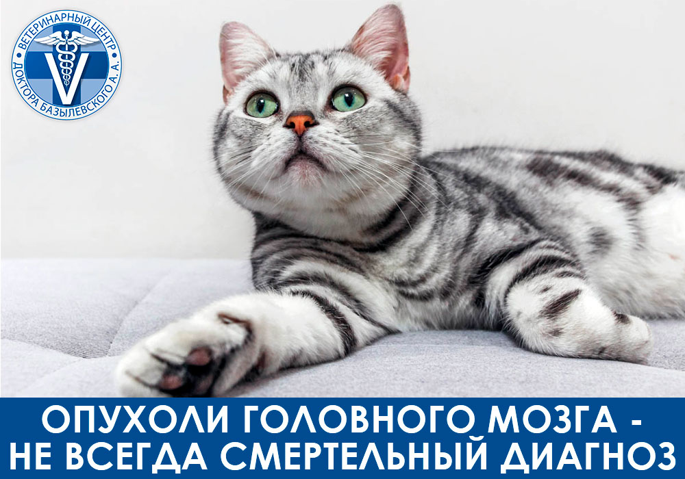 Опухоли головного мозга у кошек