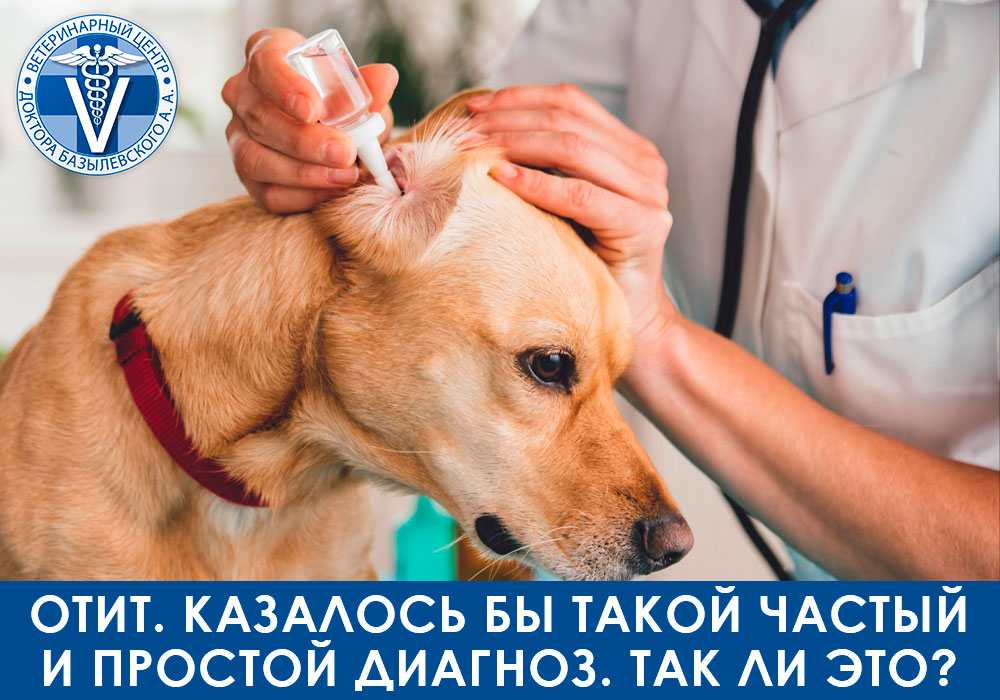 Отит у животных