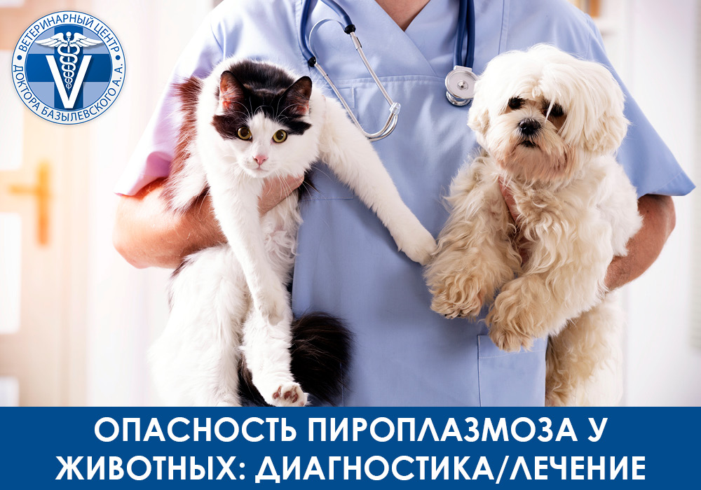 Опасность пироплазмоза у животных диагностика и лечение