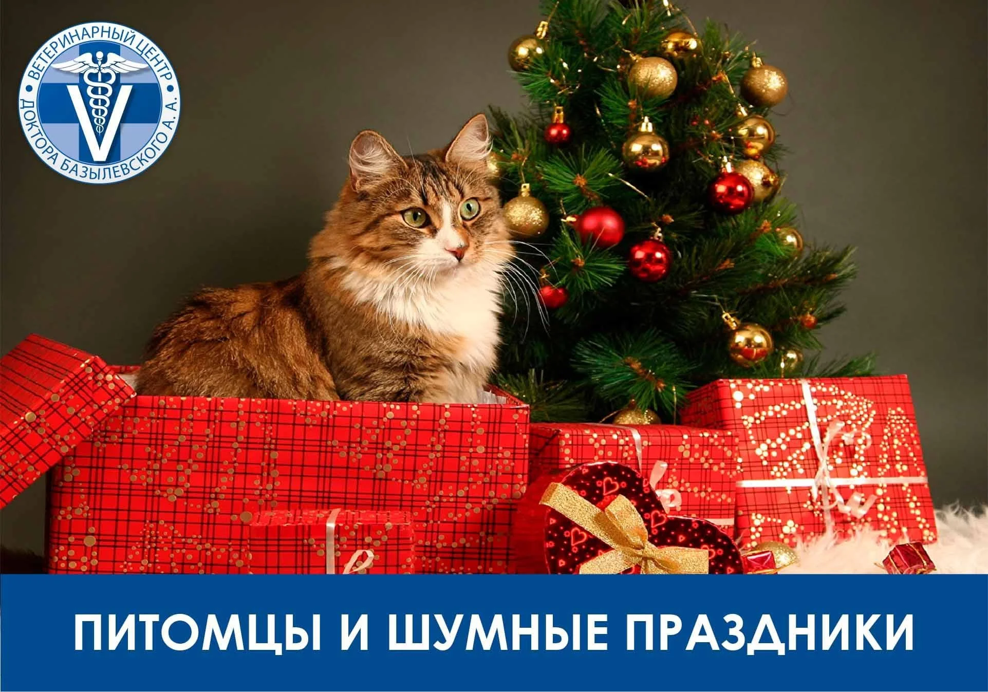 Питомцы и шумные праздники