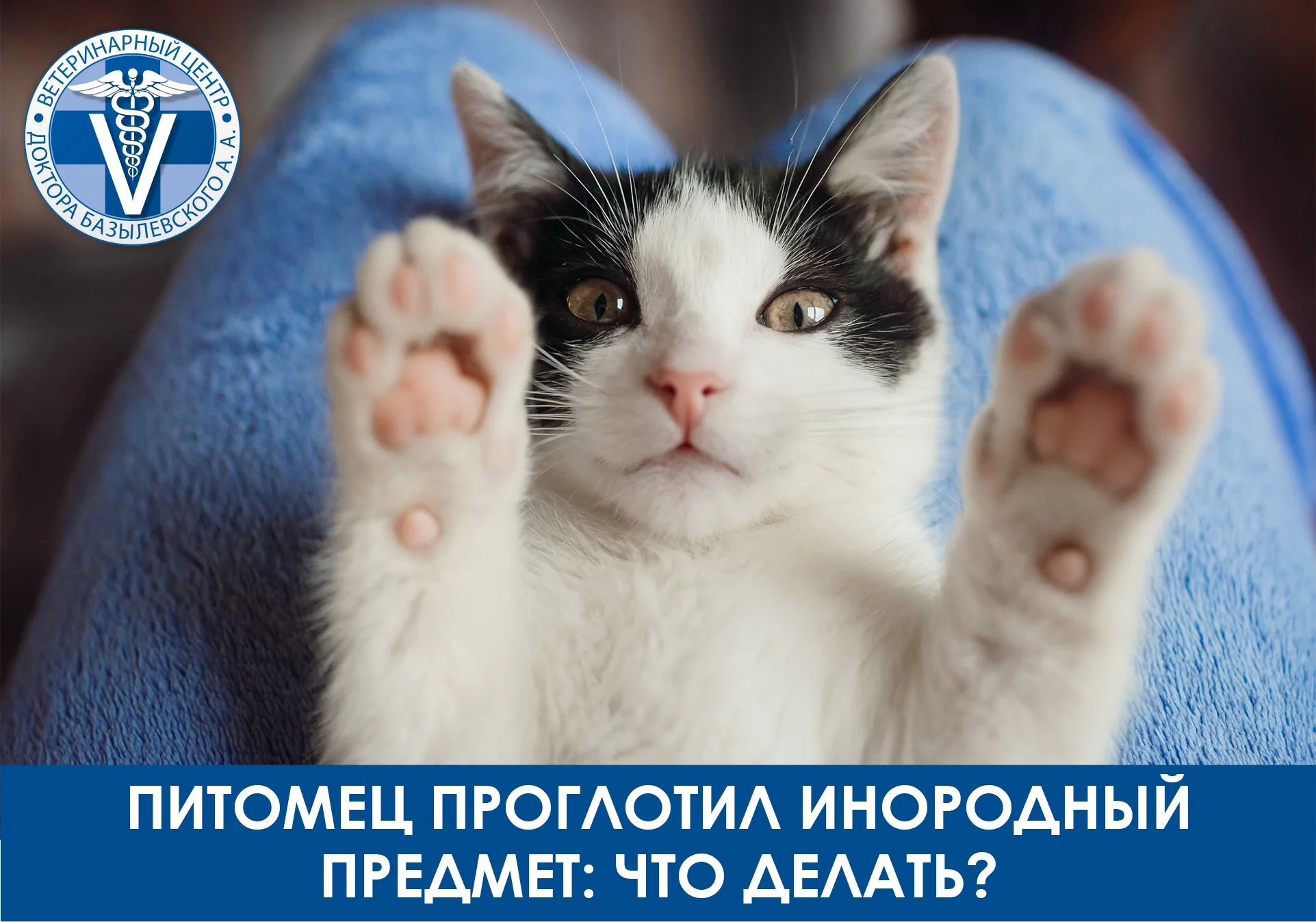 Питомец проглотил инородный предмет: что делать?