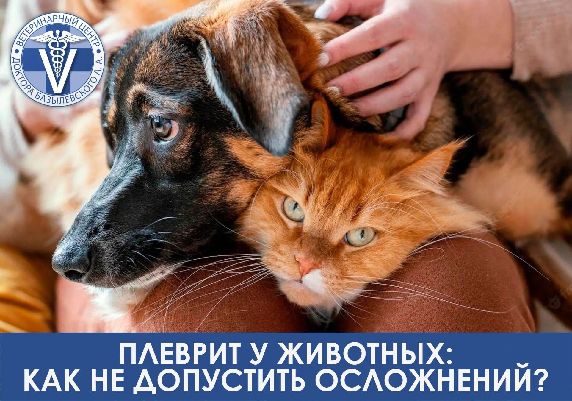 Плеврит у животных