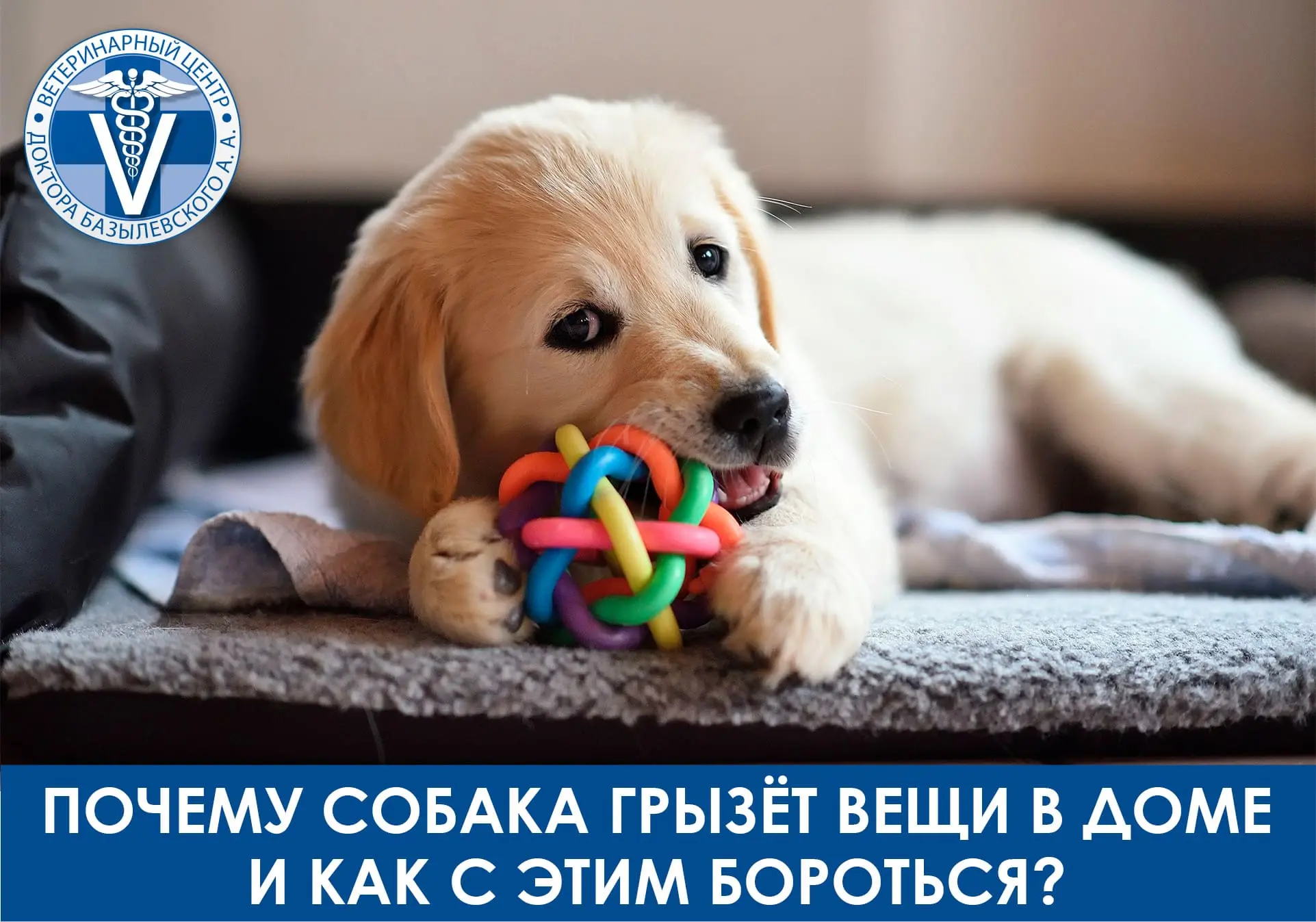 Почему собака грызет вещи в доме