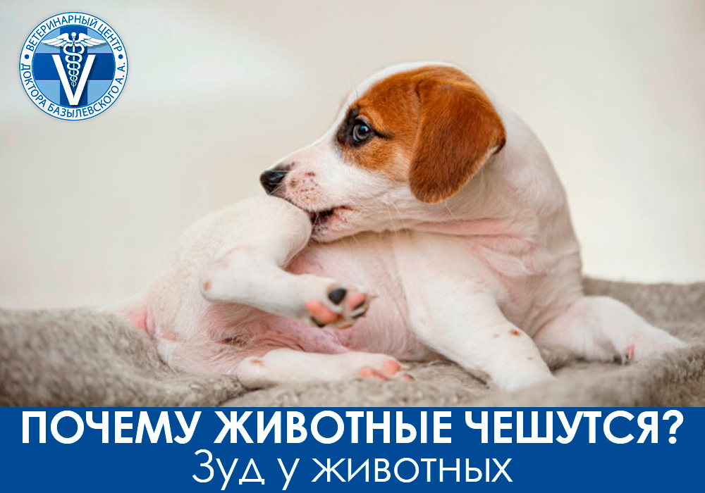 Почему животные чешутся? Зуд у животных
