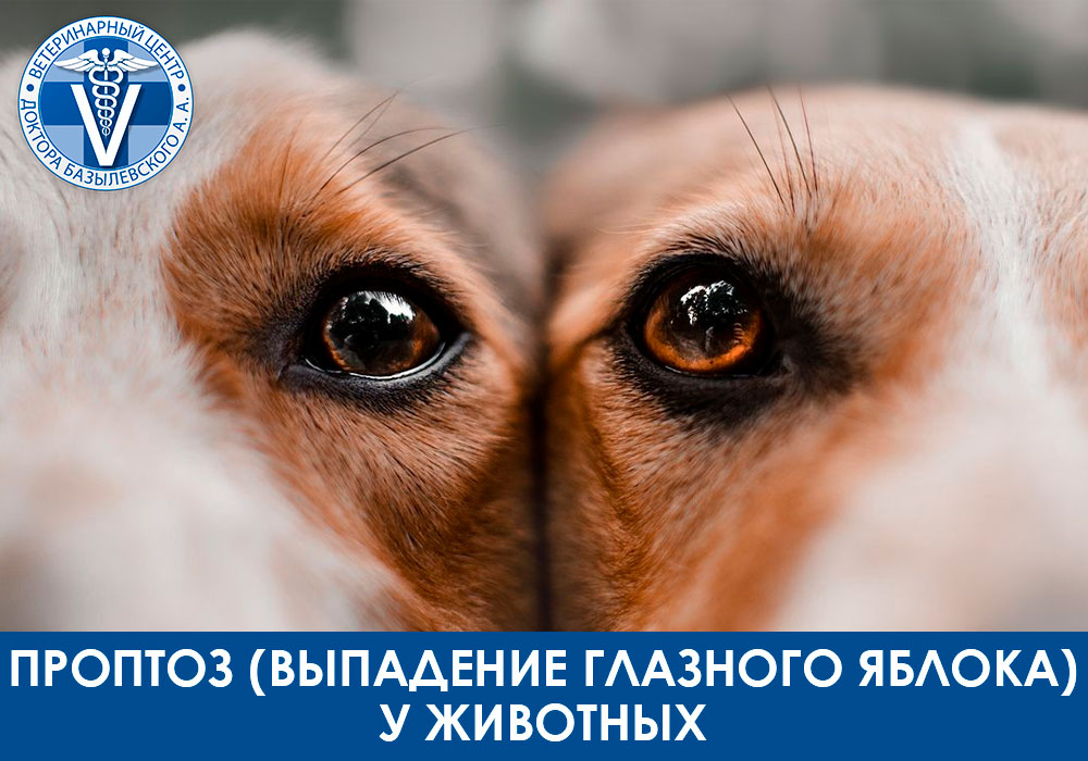 Проптоз у животных
