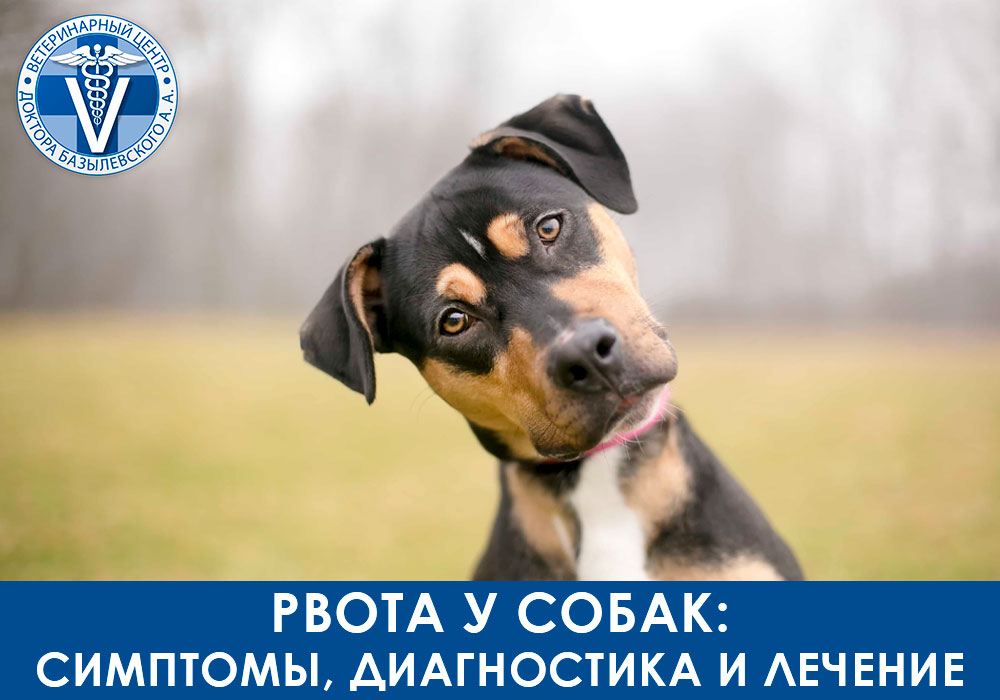 Рвота у собак: симптомы, диагностика и лечение