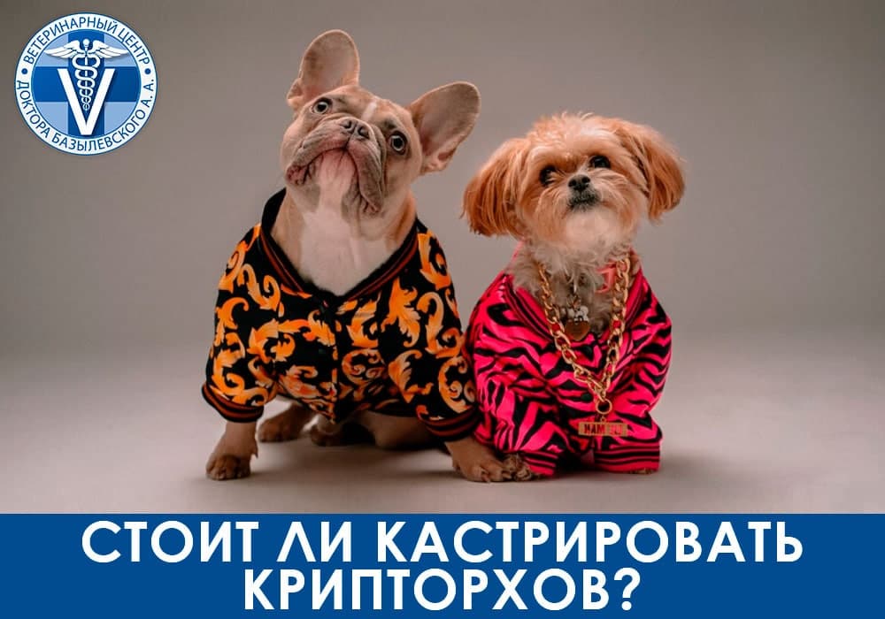 Стоит ли кастрировать крипторхов?