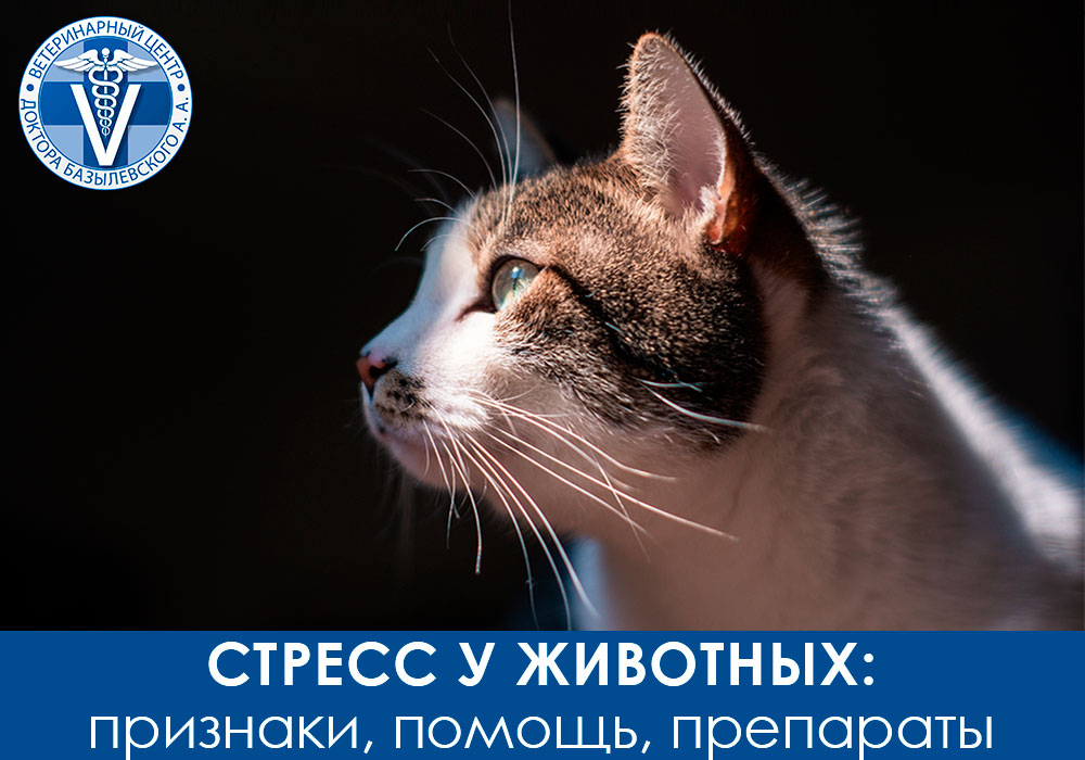 Стресс у животных