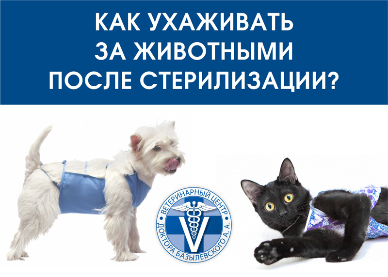 Уход за животными после кастрации и стерилизации