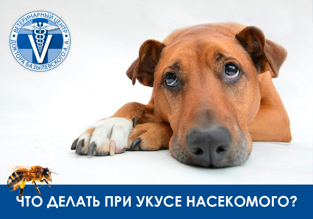 Укусы насекомых у домашних животных