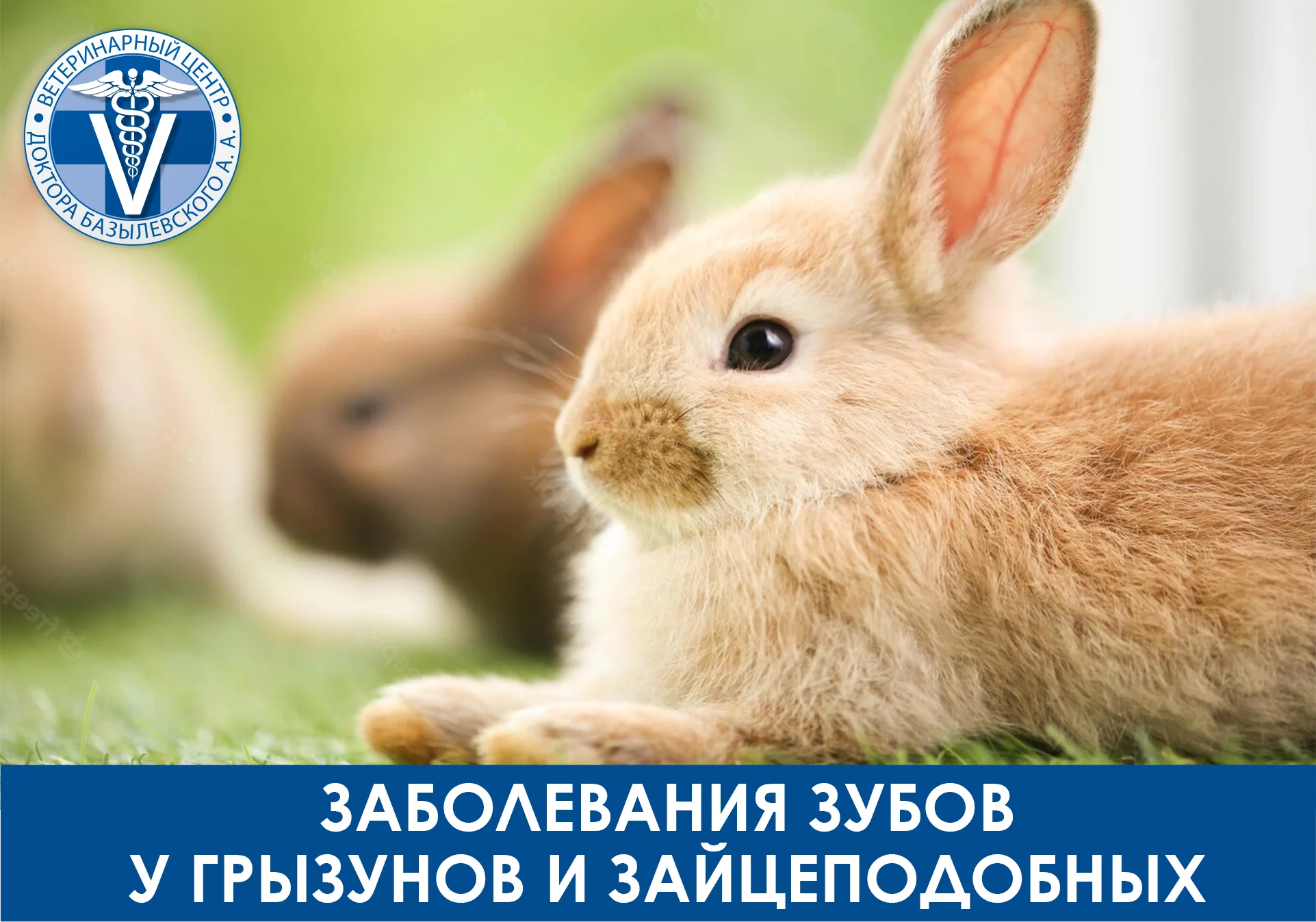 Болезни зубов у грызунов и зайцеподобных