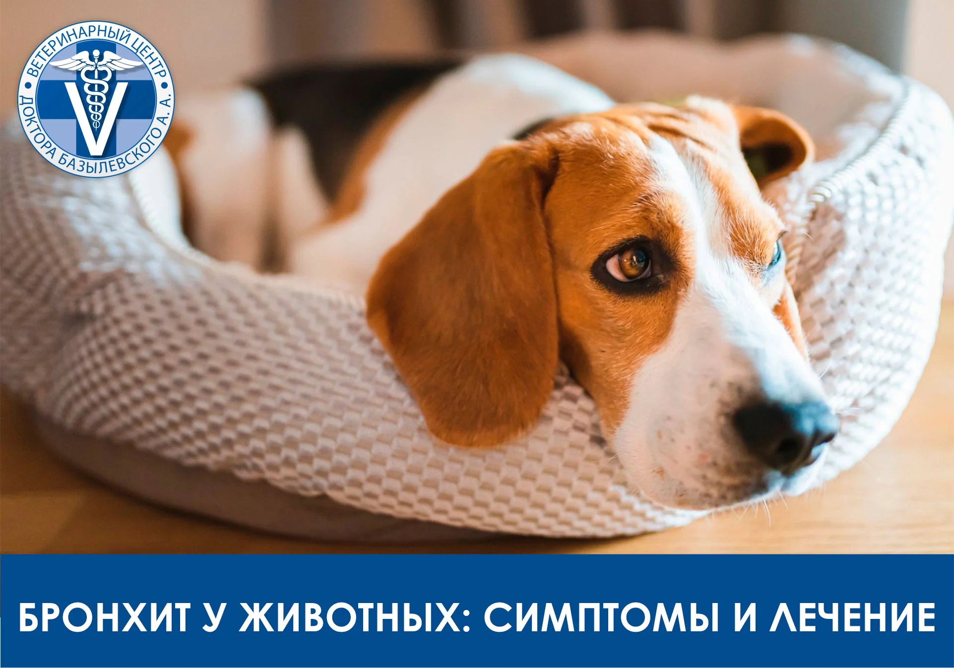Бронхит у животных: симптомы и лечение