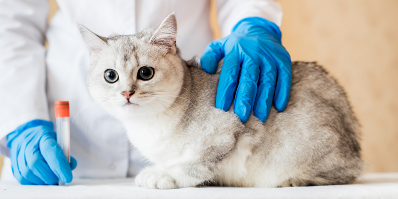 laboratornye-issledovania-bryansk-4 Лабораторные исследования и диагностика животных