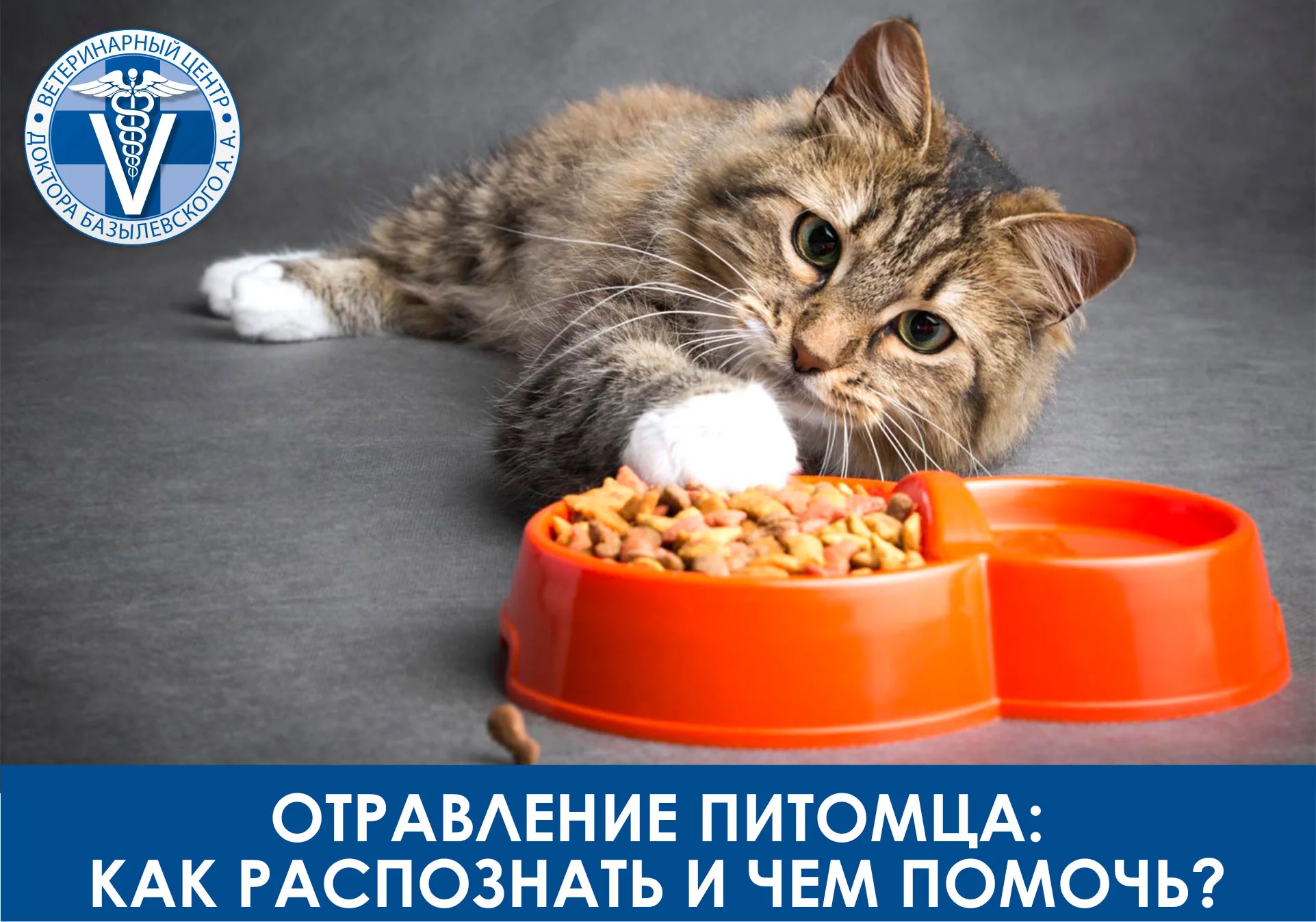 Отравление питомца
