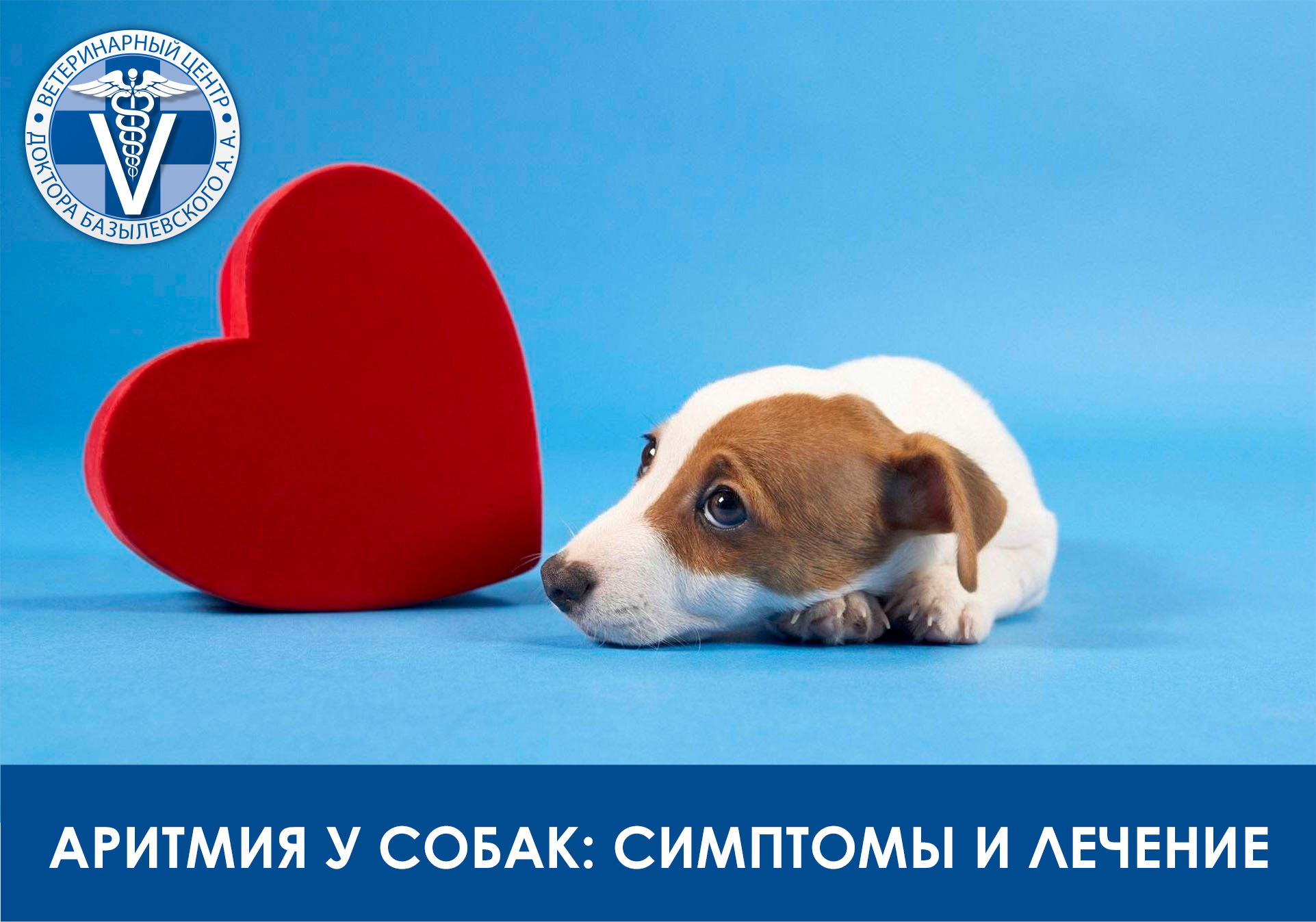 Аритмия у собак: симптомы и личение