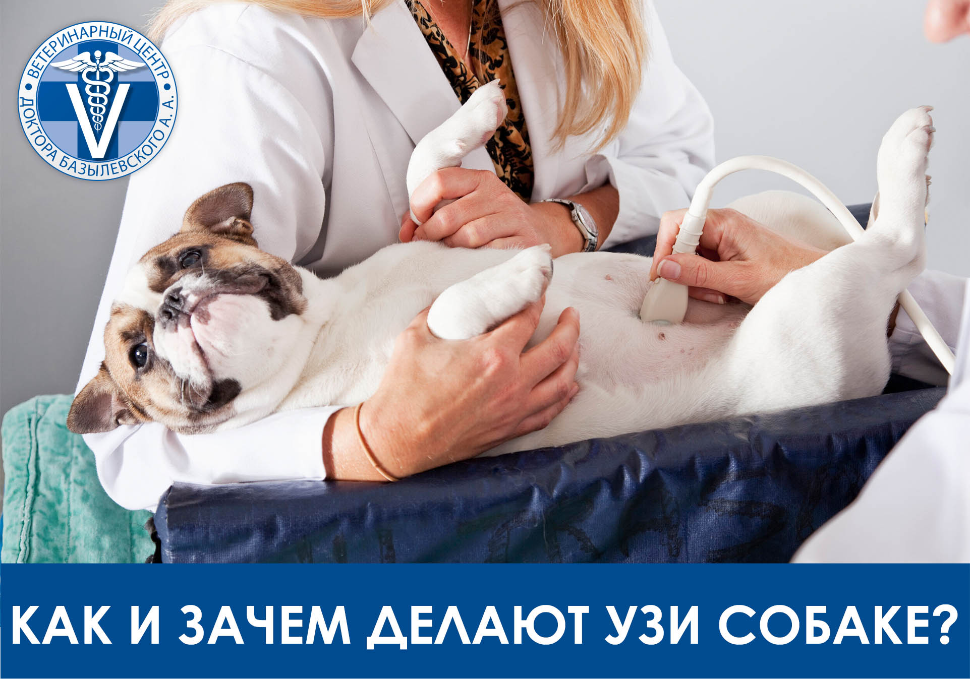 как и зачем делают узи собаке