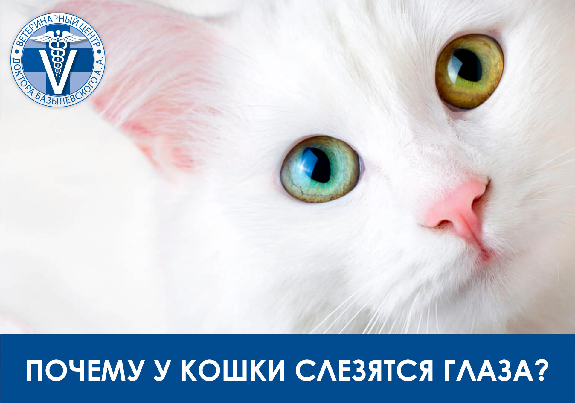 почему у кошки слезятся глаза